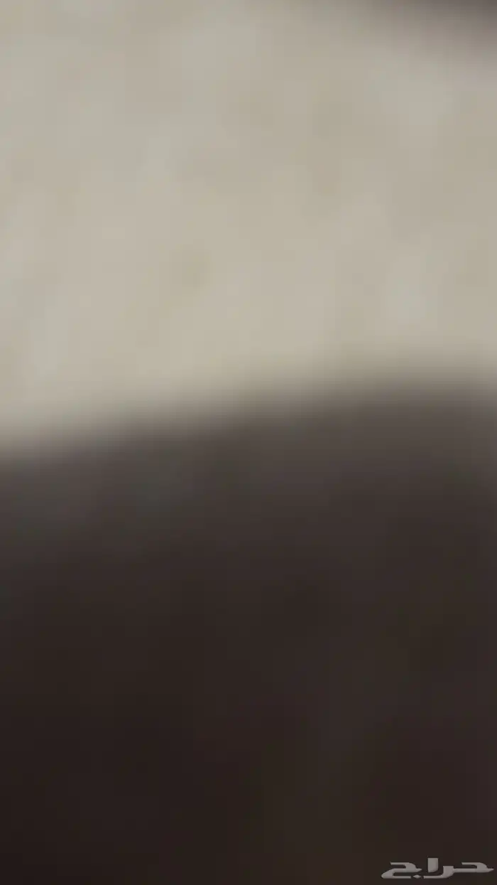 ابحث عن قطط للتبني 0