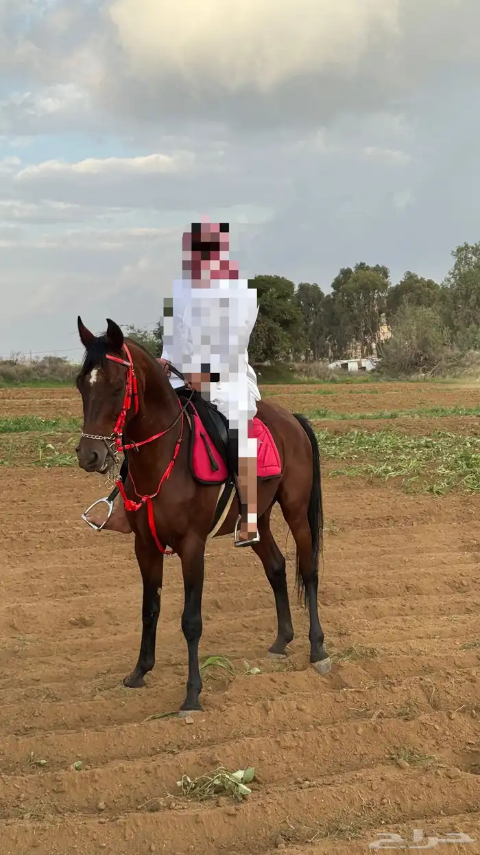 حصان شعبي 3