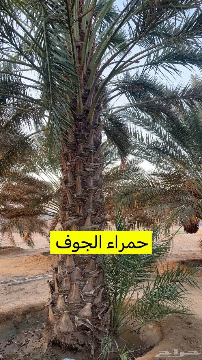 نخل للبيع ببيشة 6