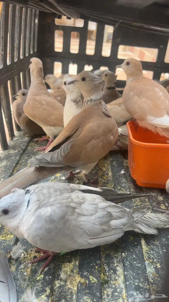 طيور الياكريم للبيع عشه واحده فيه فروخ معهن 3