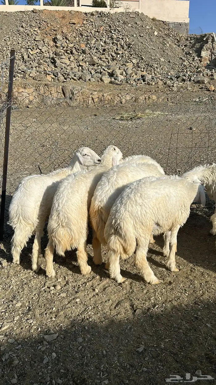 طليان جبره 0