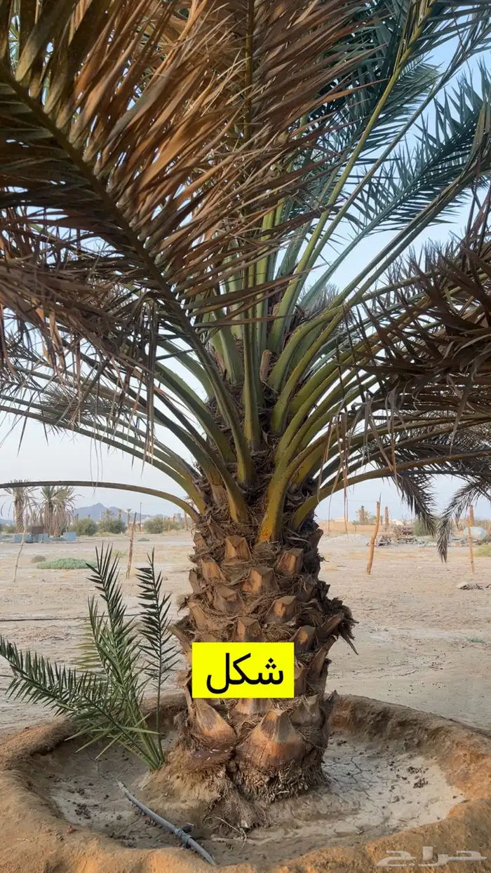 نخل للبيع ببيشة 3