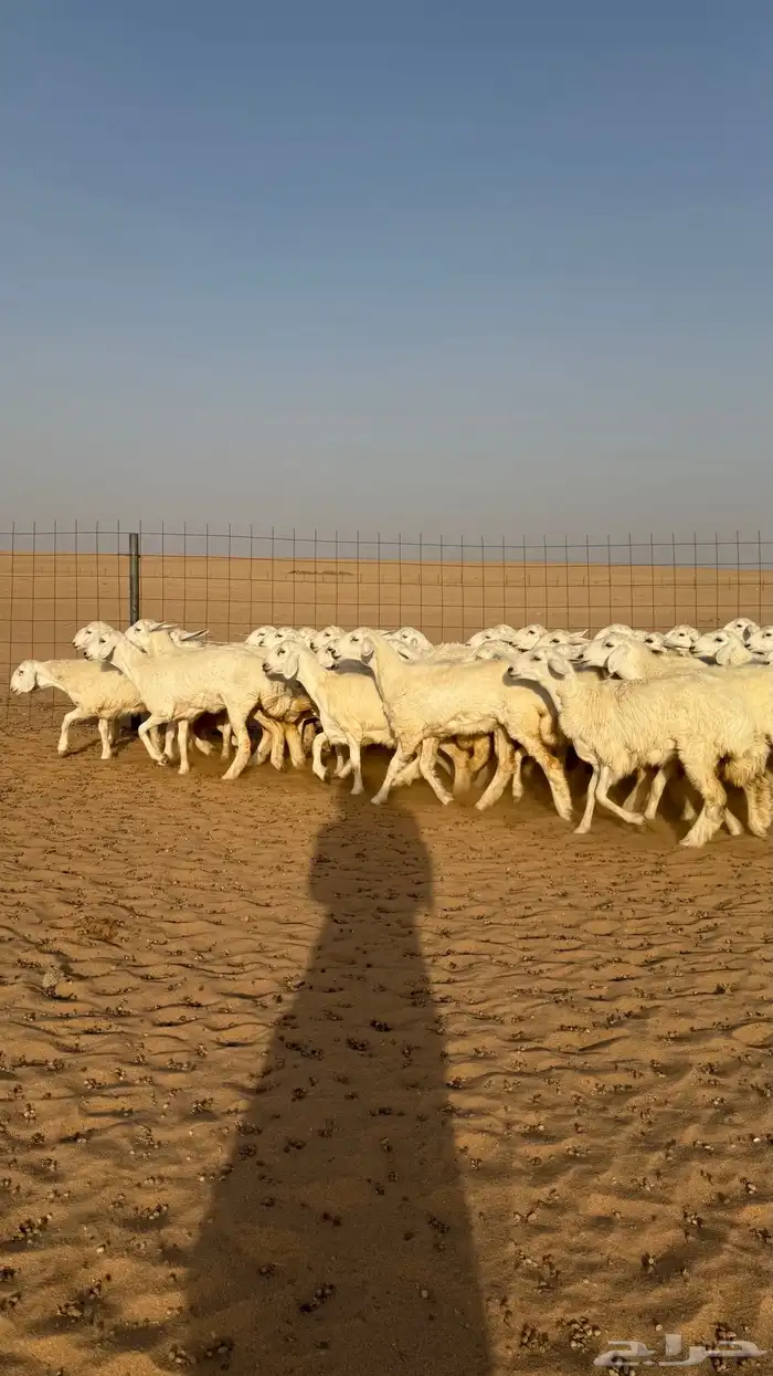 رخال حريات جذعات صنف فاخر للي يبي الزين 1
