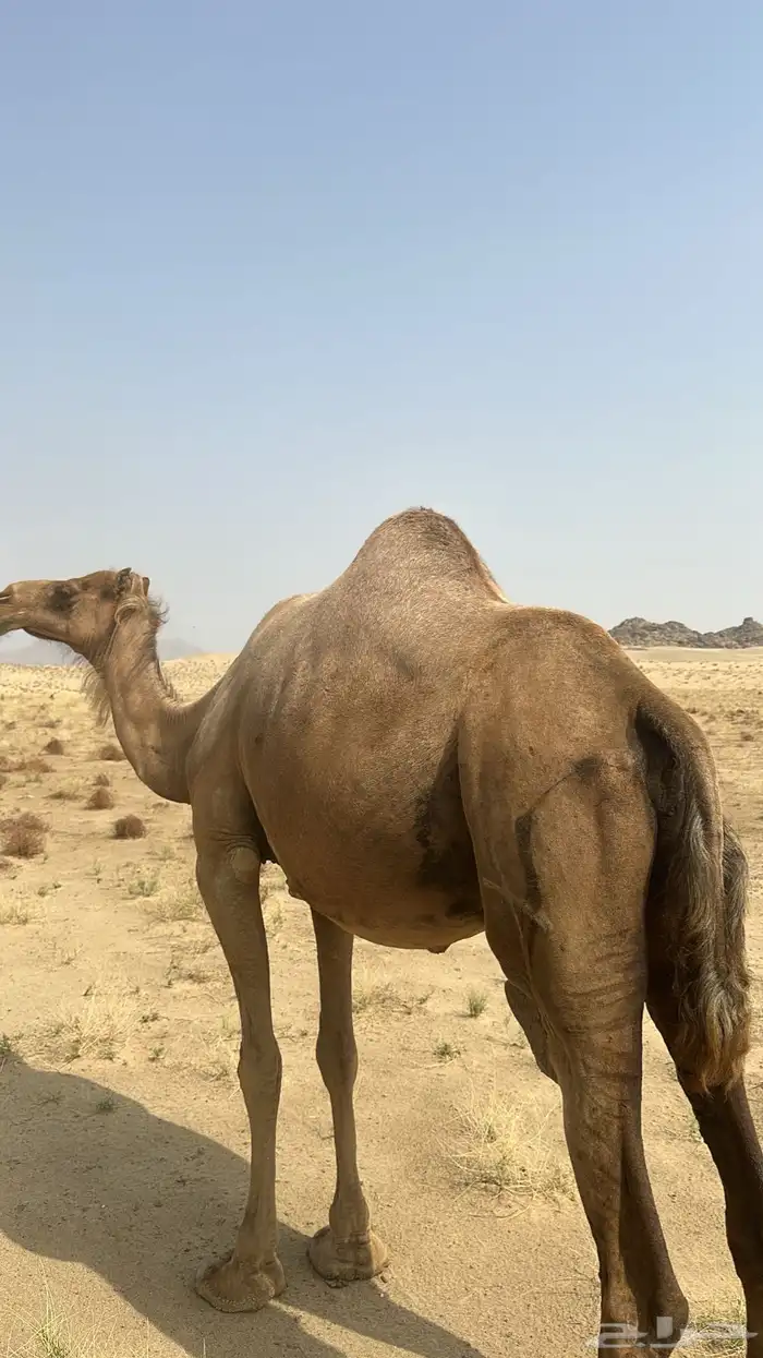 ناقه 0