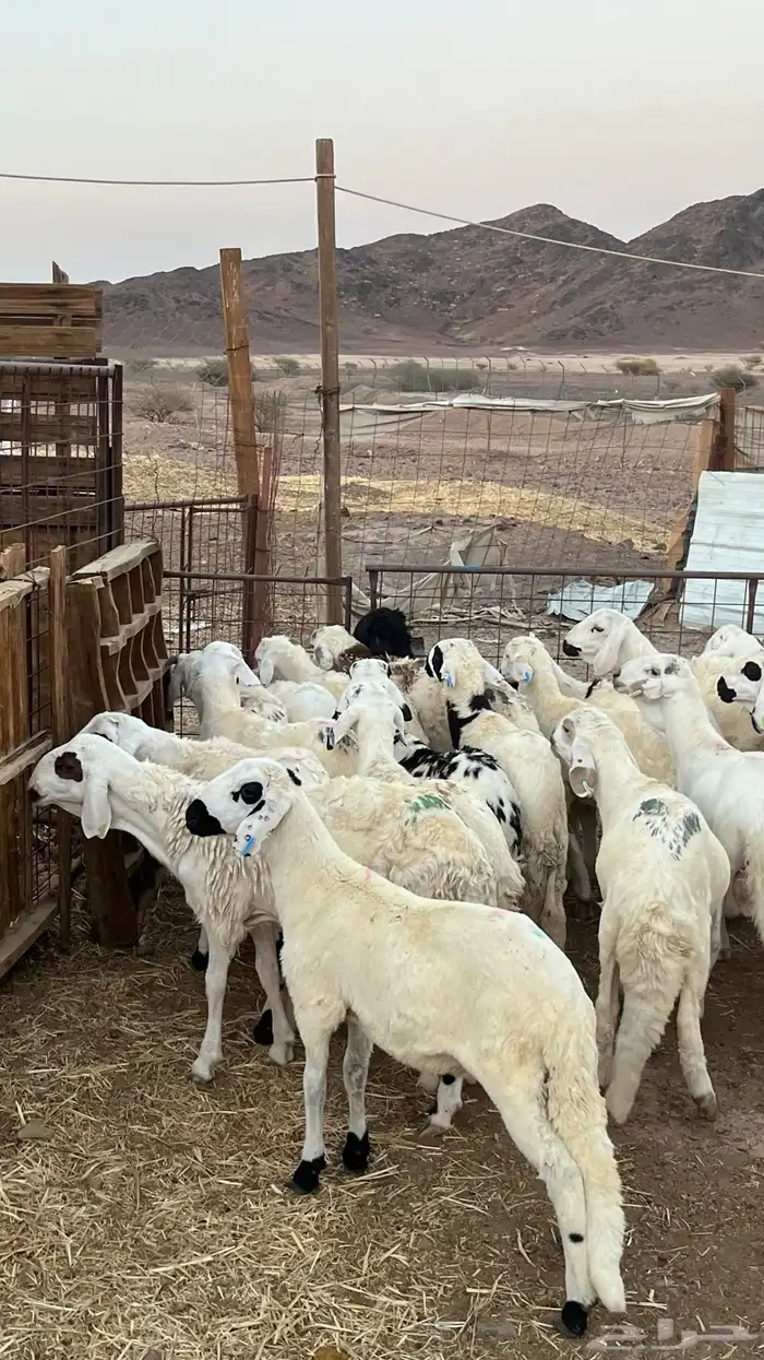 طليان بهم تربيه سواكني دمازين شبيه الحري 15