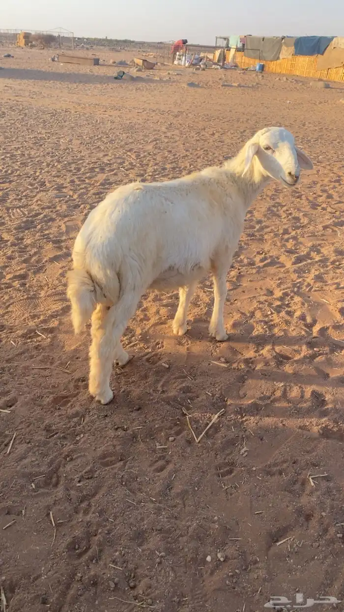 خروف ذبيحه 0