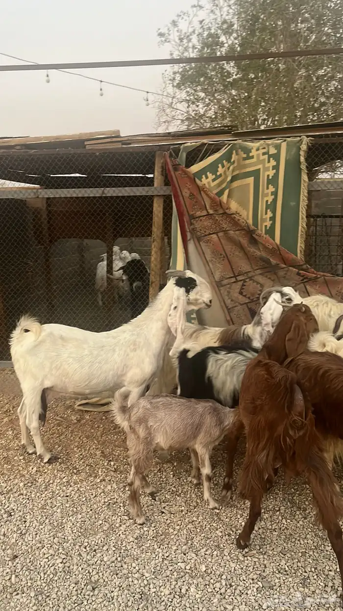 معزاء للبيع متابيع فحلها 9