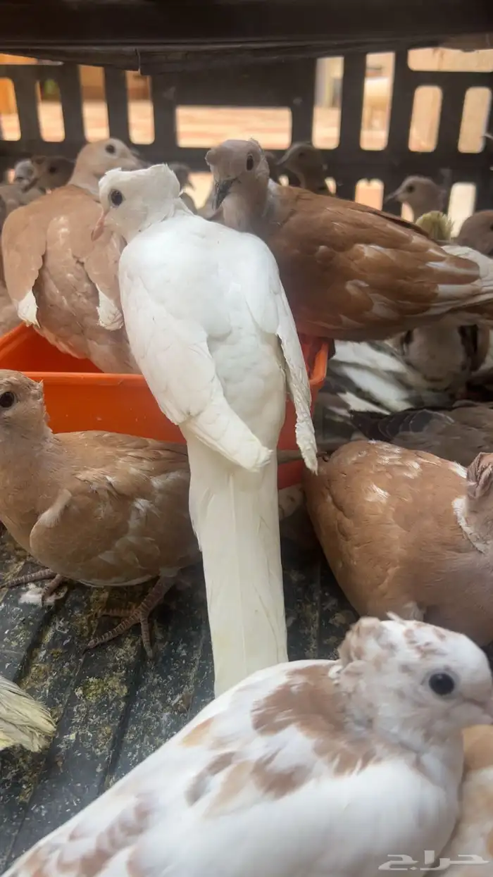 طيور الياكريم للبيع عشه واحده فيه فروخ معهن 4
