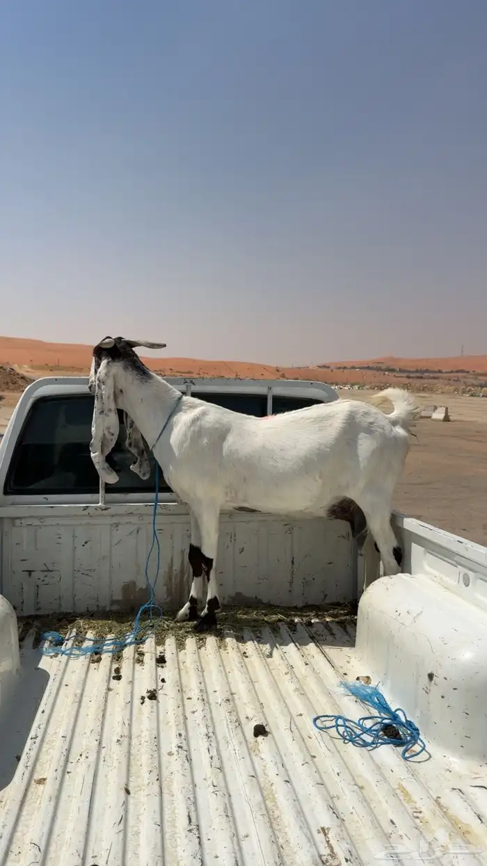 عنز مطوره 0
