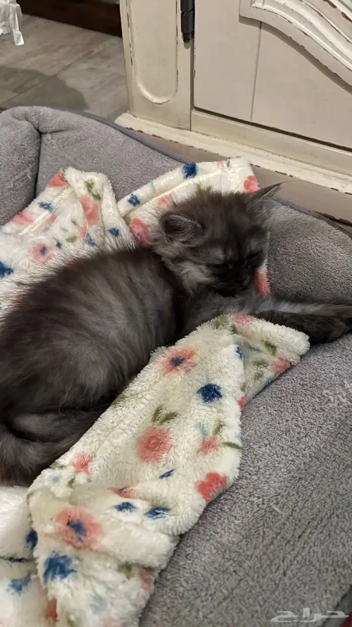 قطه شيرازي 2