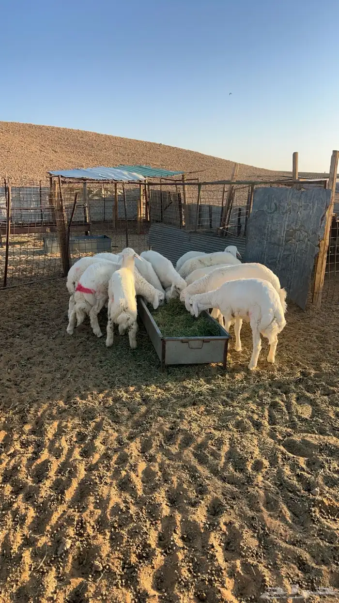 ذبايح ذبيحه نعيم هرفي جبر نعيمي وسط حري هرافي حريات .. 8