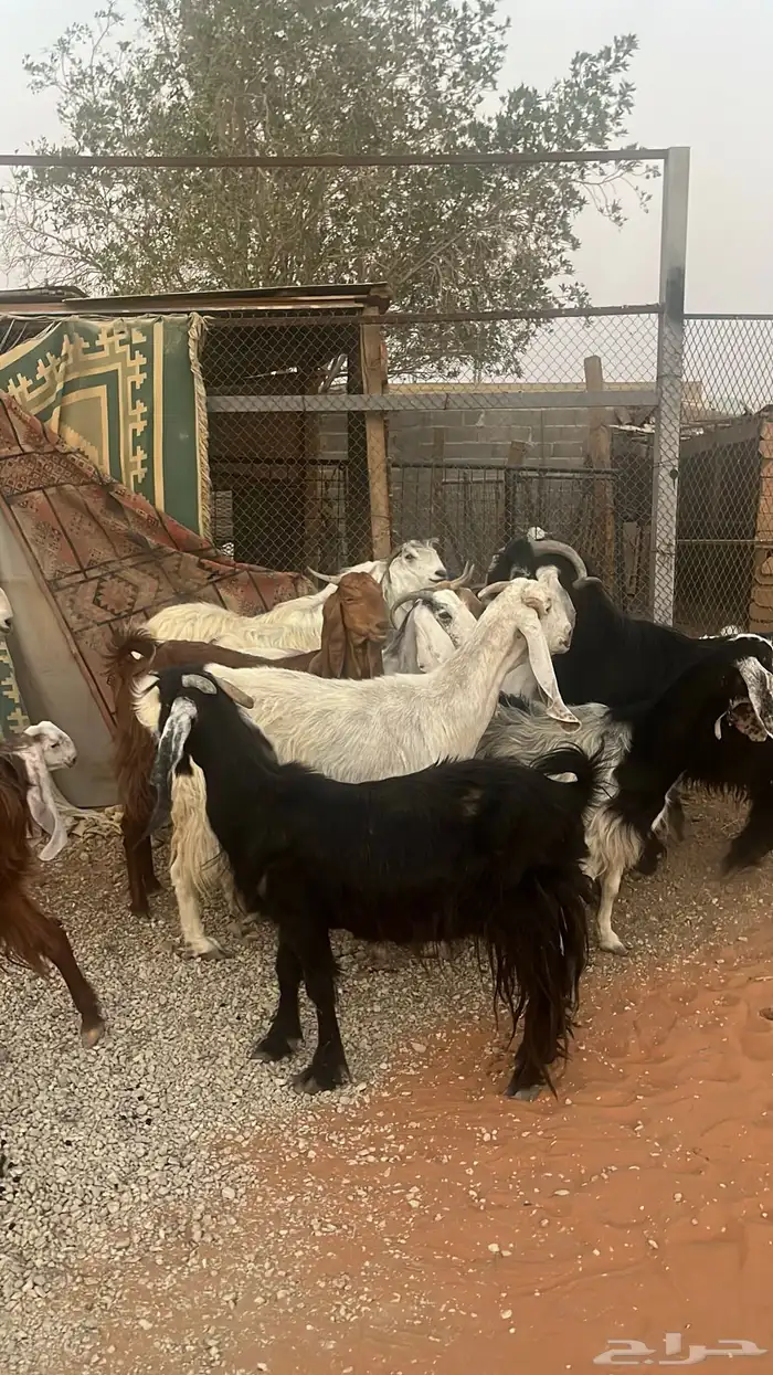 معزاء للبيع متابيع فحلها 10