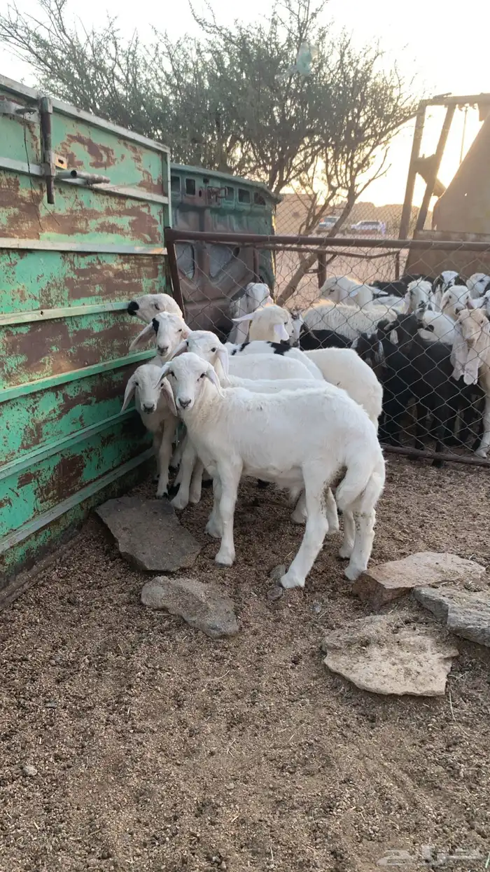 خرفان كفووو سعاره مناسب 1