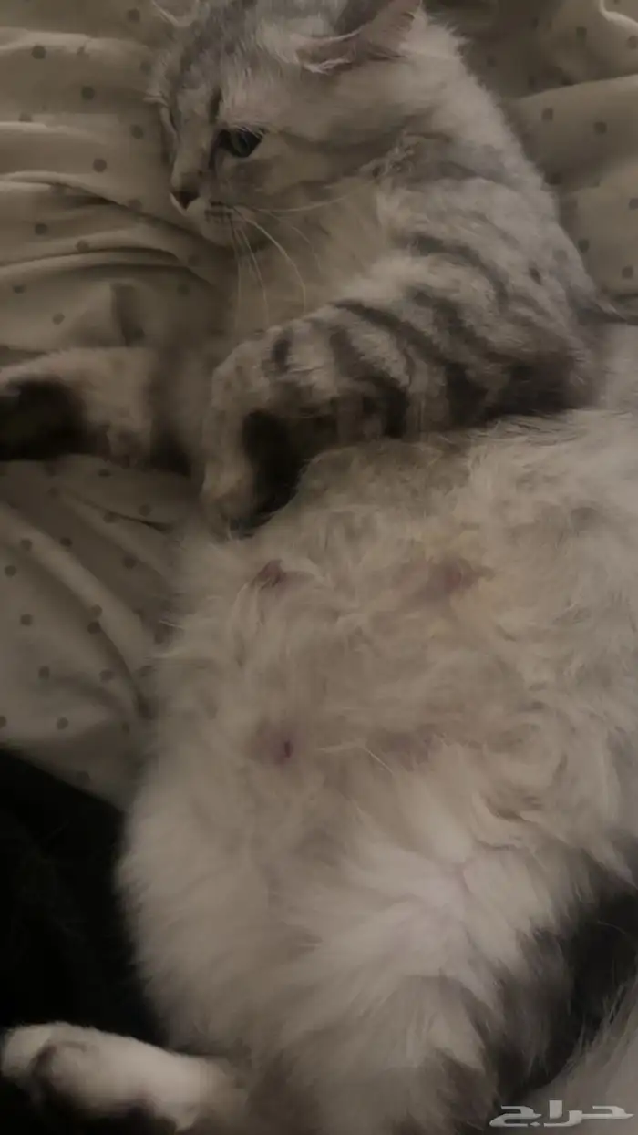 قطة تبني بيش 1