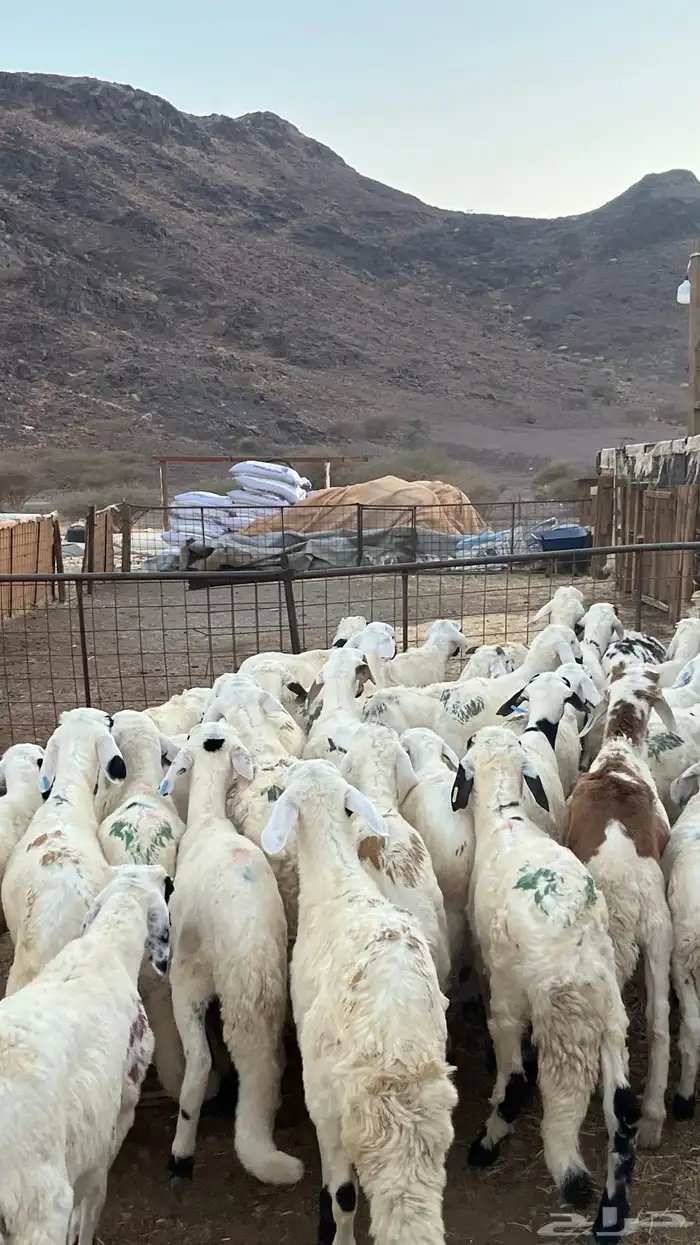 طليان بهم تربيه سواكني دمازين شبيه الحري 9