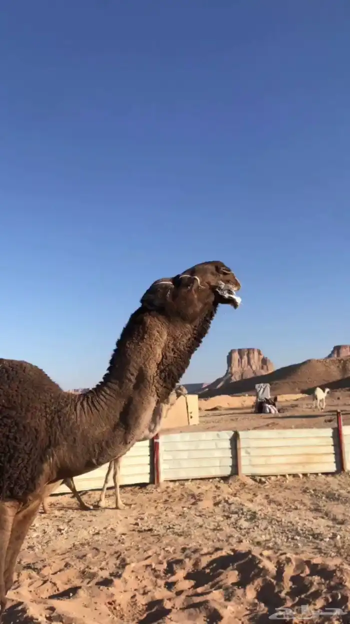 البعير الكفو الاصفر 5