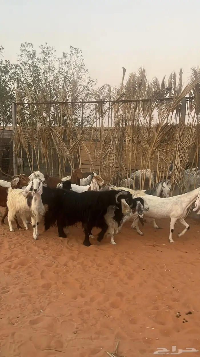 معزاء للبيع متابيع فحلها 5