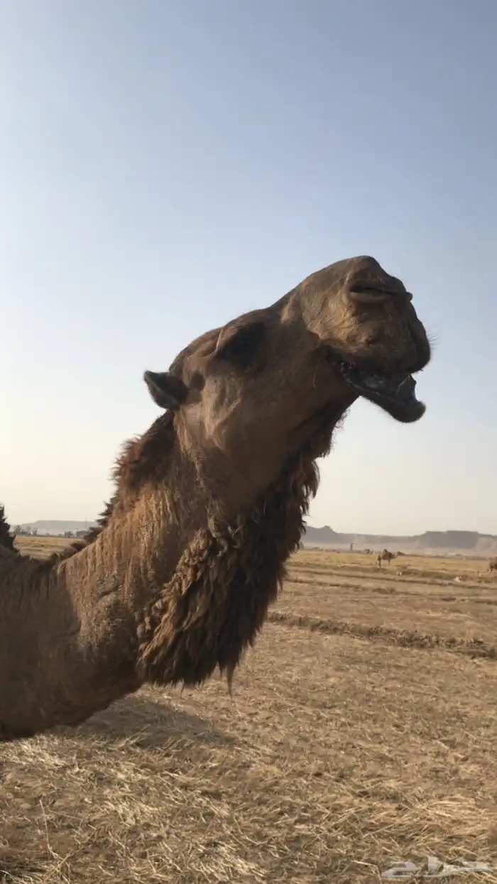 البعير الكفو الاصفر 2