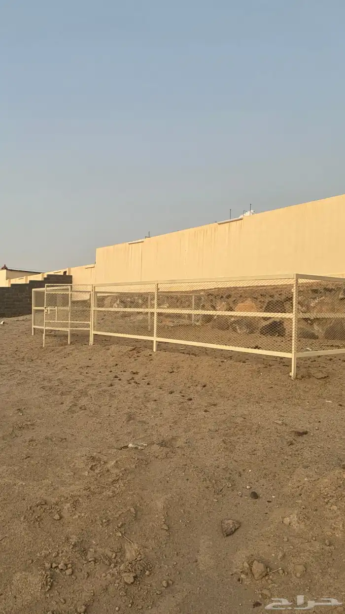بادوك خيل للبيع 1