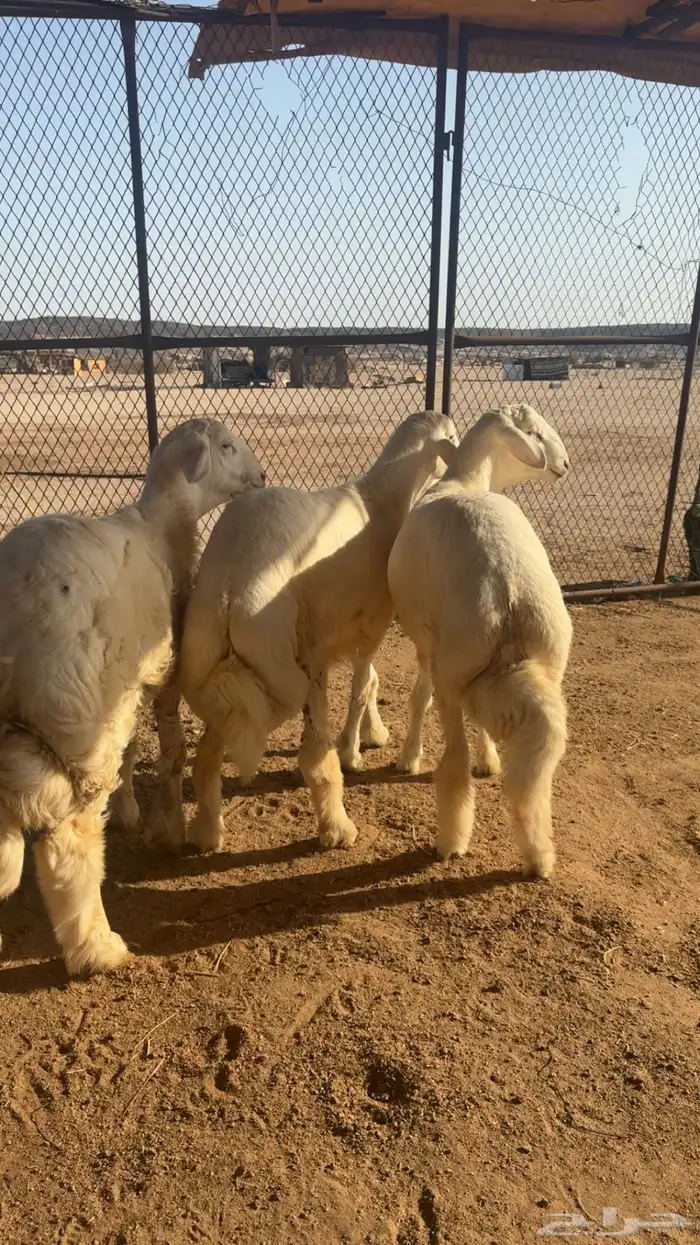 طليان 0