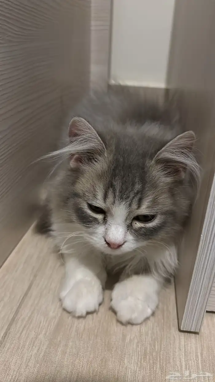 قط انثى عمره 4 شهور 0