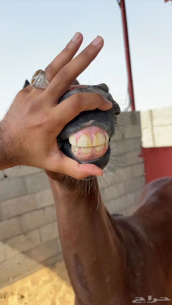 مهر واهو لم يسجل 4