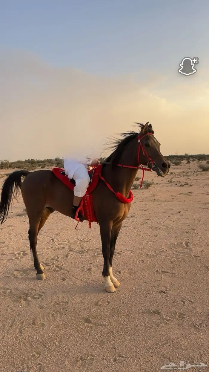 حصان شعبي طيب 2