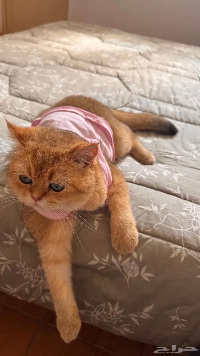 عرض تزاوج مميز 2