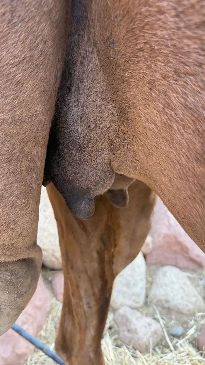 ناقه للبيع 2