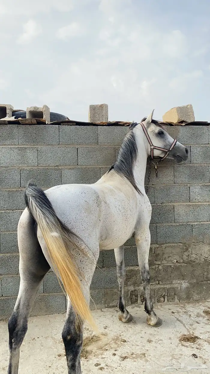 حصان شعبي من نوادر الشعبيات 17