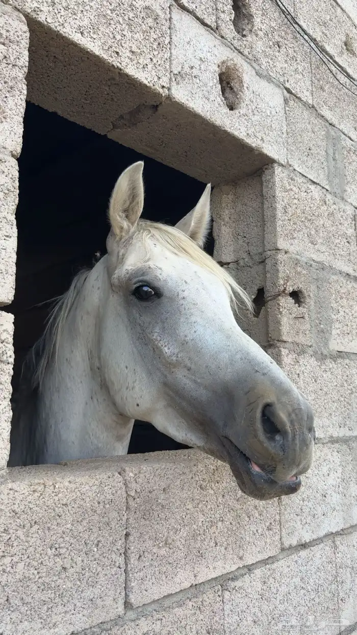 حصان 1