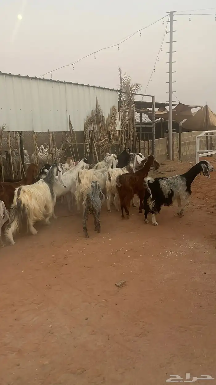 معزاء للبيع متابيع فحلها 8