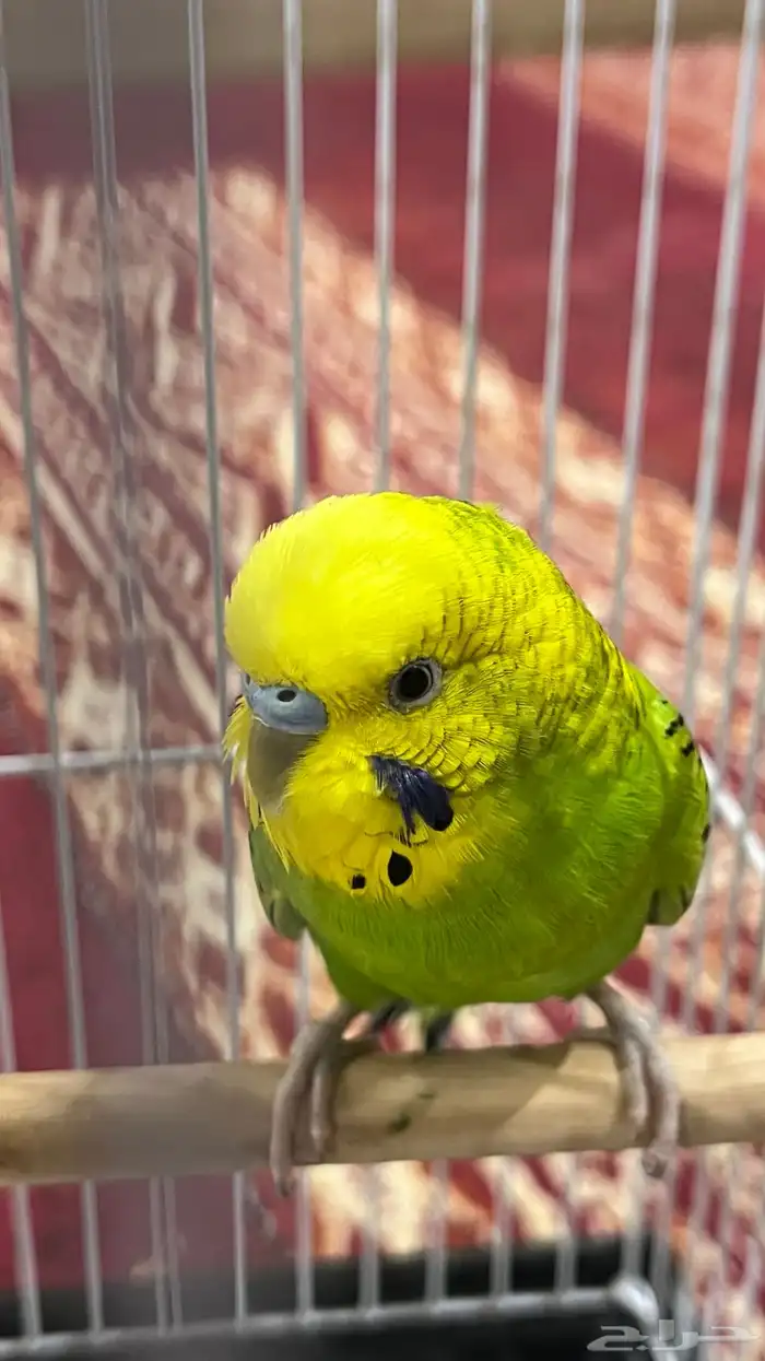 ببغاء.بادجي 0