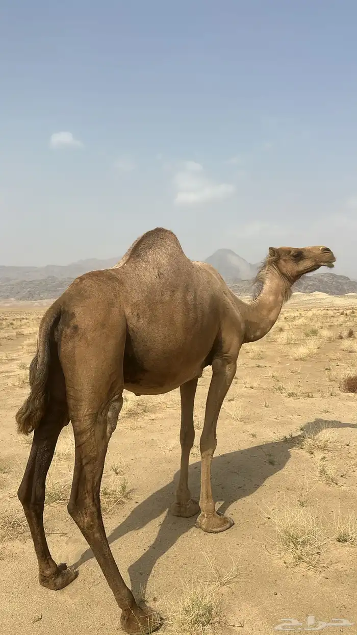 ناقه 1