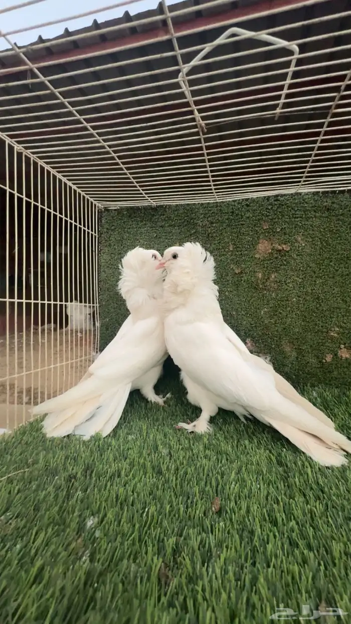 حمام للبيع 0