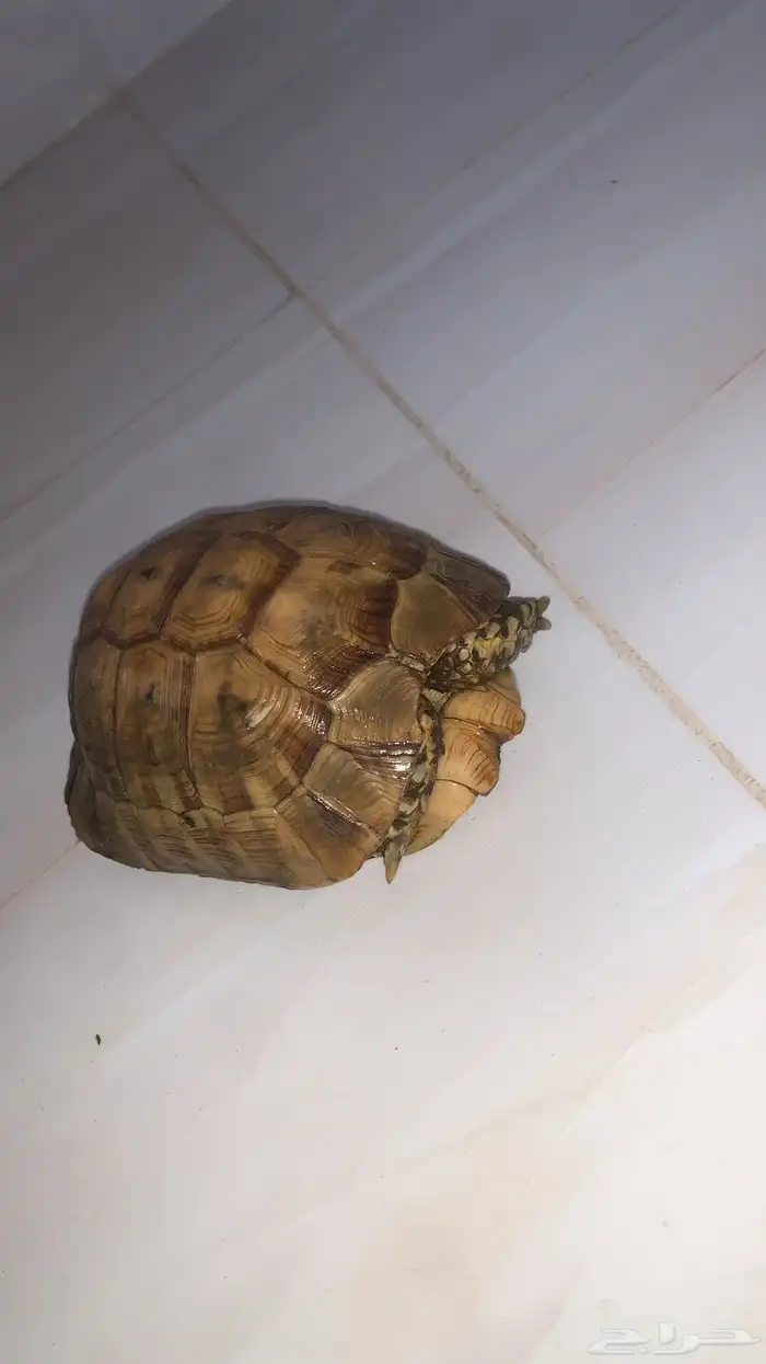 سلحفاة بريه بصحه جيده لاعلم عن العمر 0