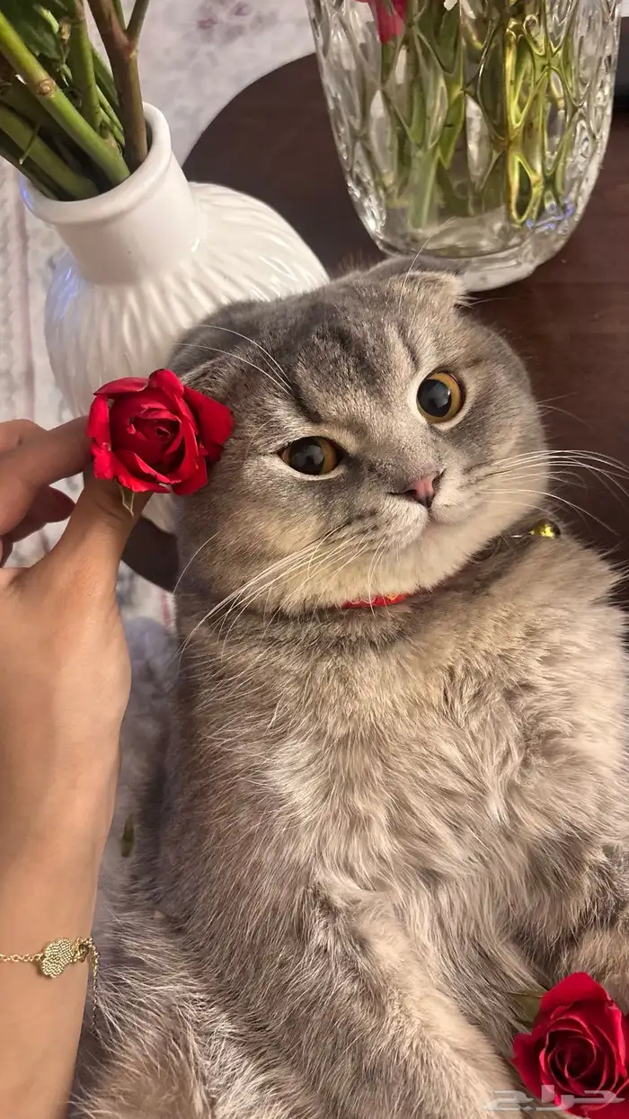 سكوتش فولد 3
