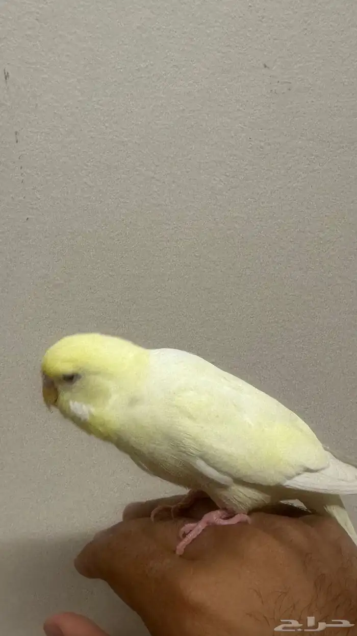 عصفور باتجي ذكر 2