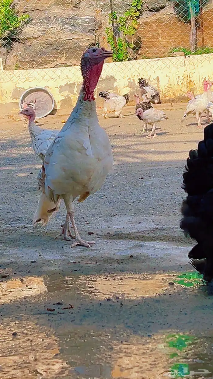 دجاج براهما كولومبي و دجاج رومي 6