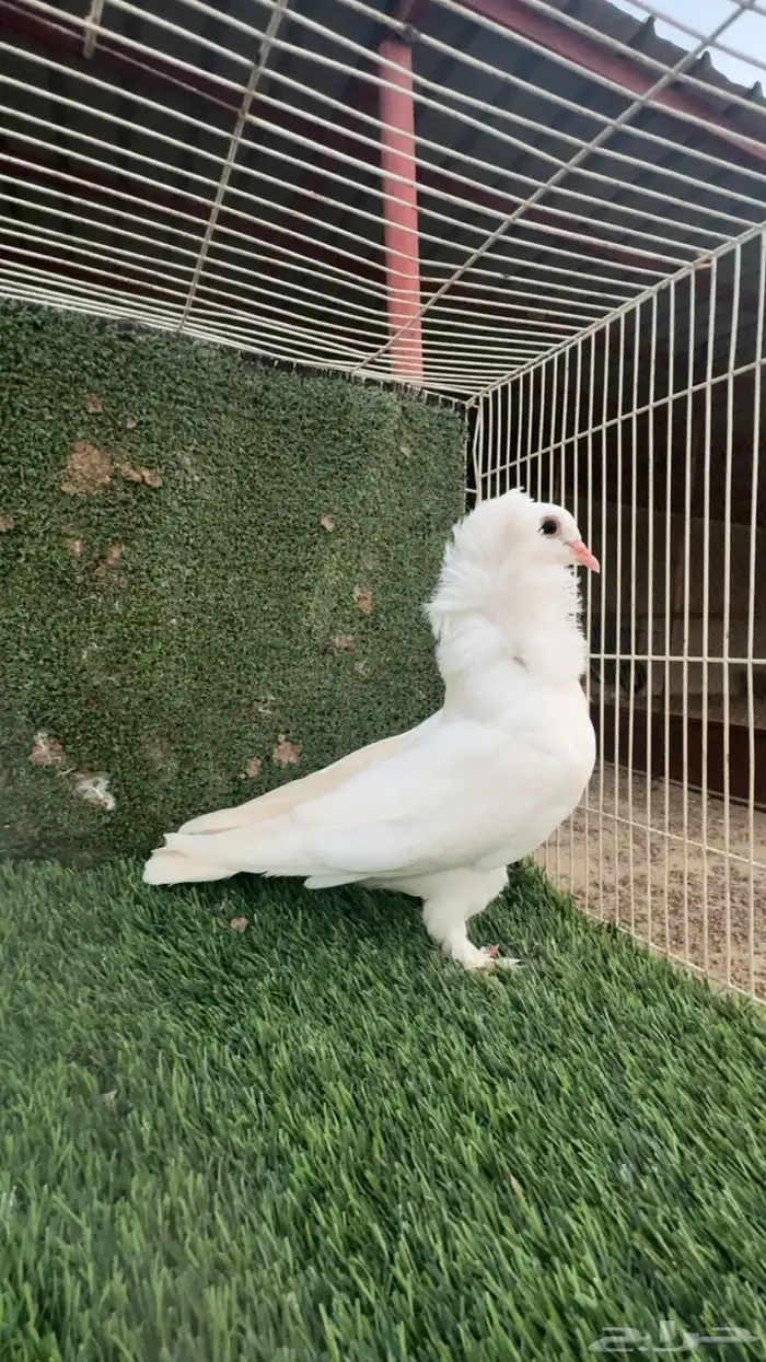 حمام للبيع 1