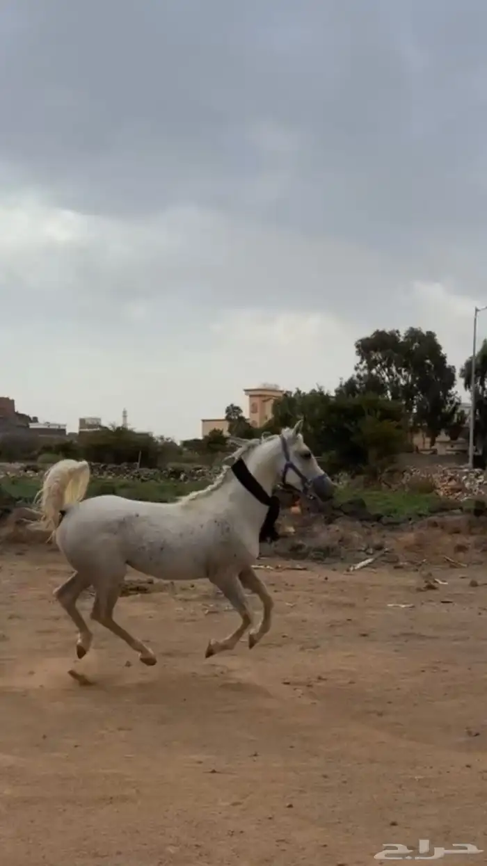 حصان 0