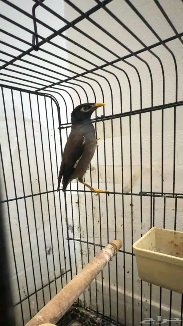 اعرضلكم طيور شرط 1