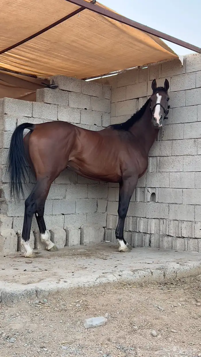 خيل انجليزي 0