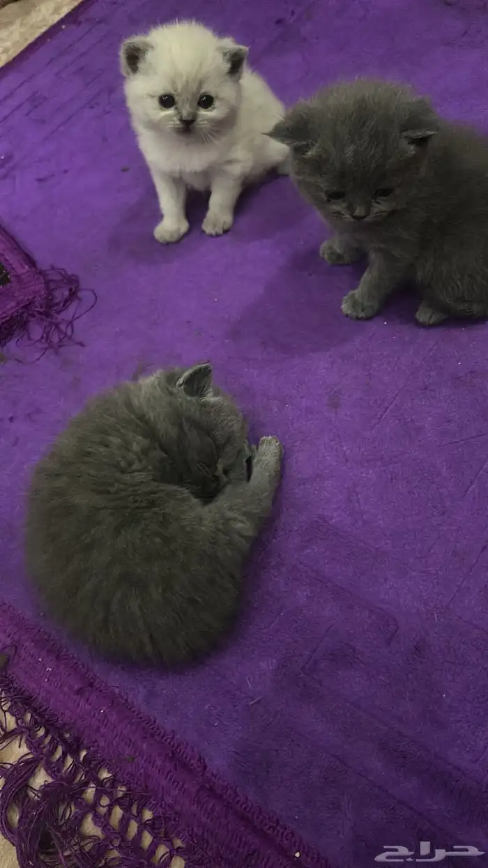 الأم فقط للتبني 3