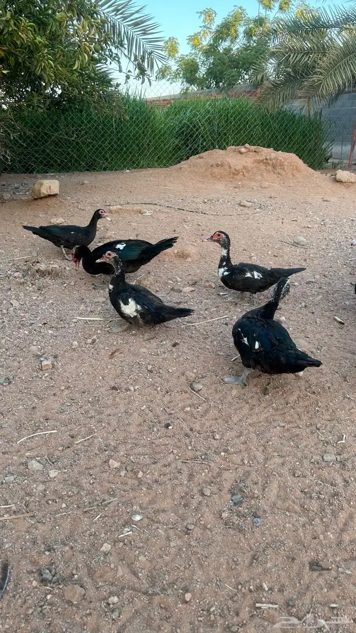 للبيع وز وبط (منتج) 2