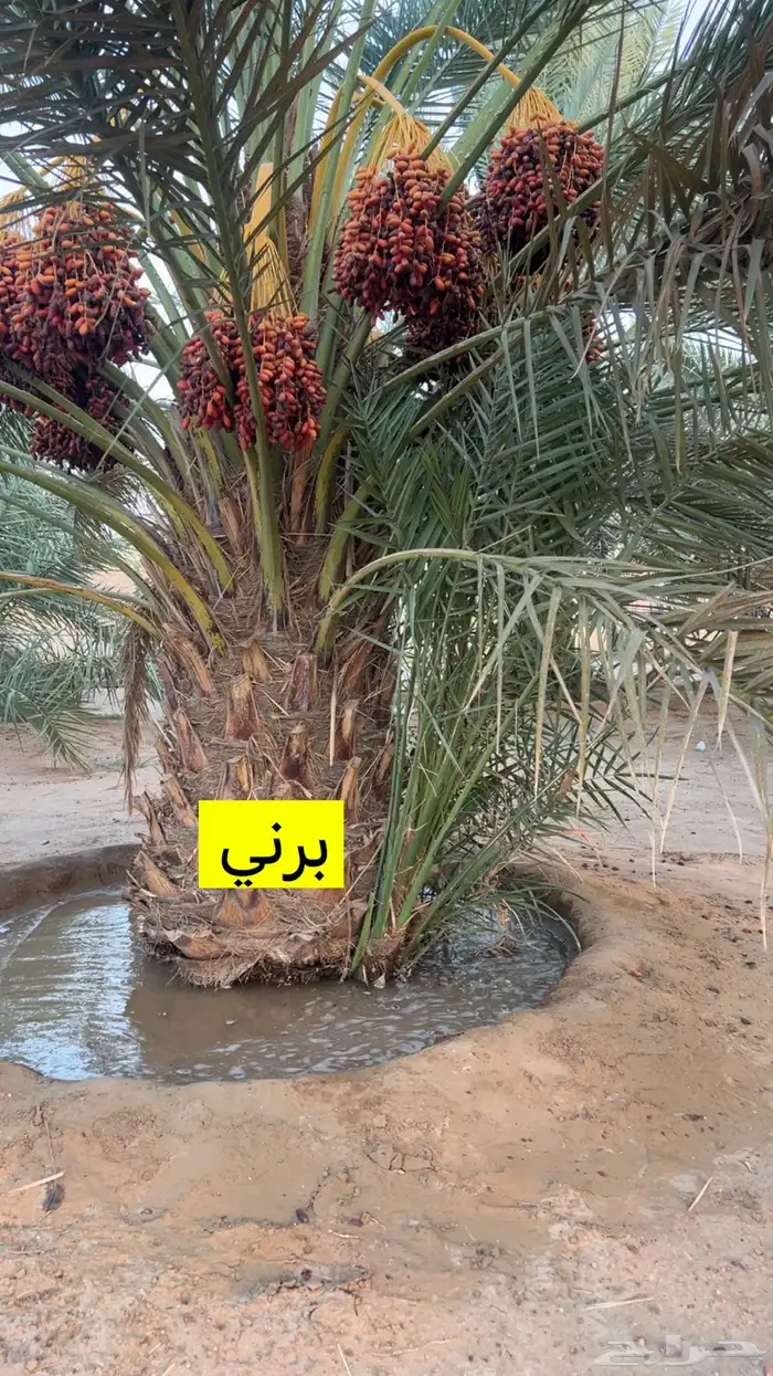 نخل للبيع ببيشة 1