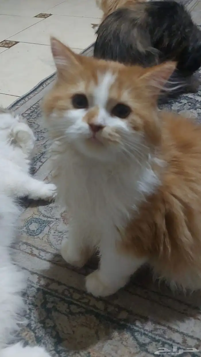 قط لطيف للتبني 3