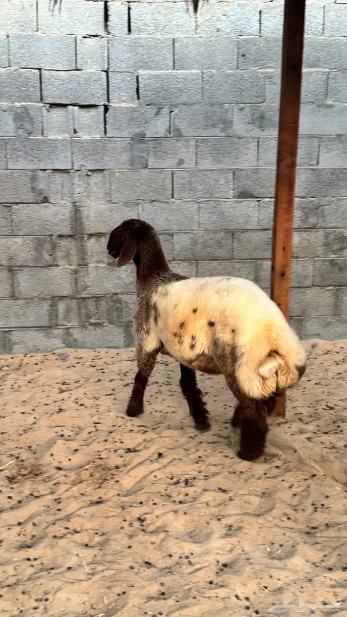 رخل مقنوي 3
