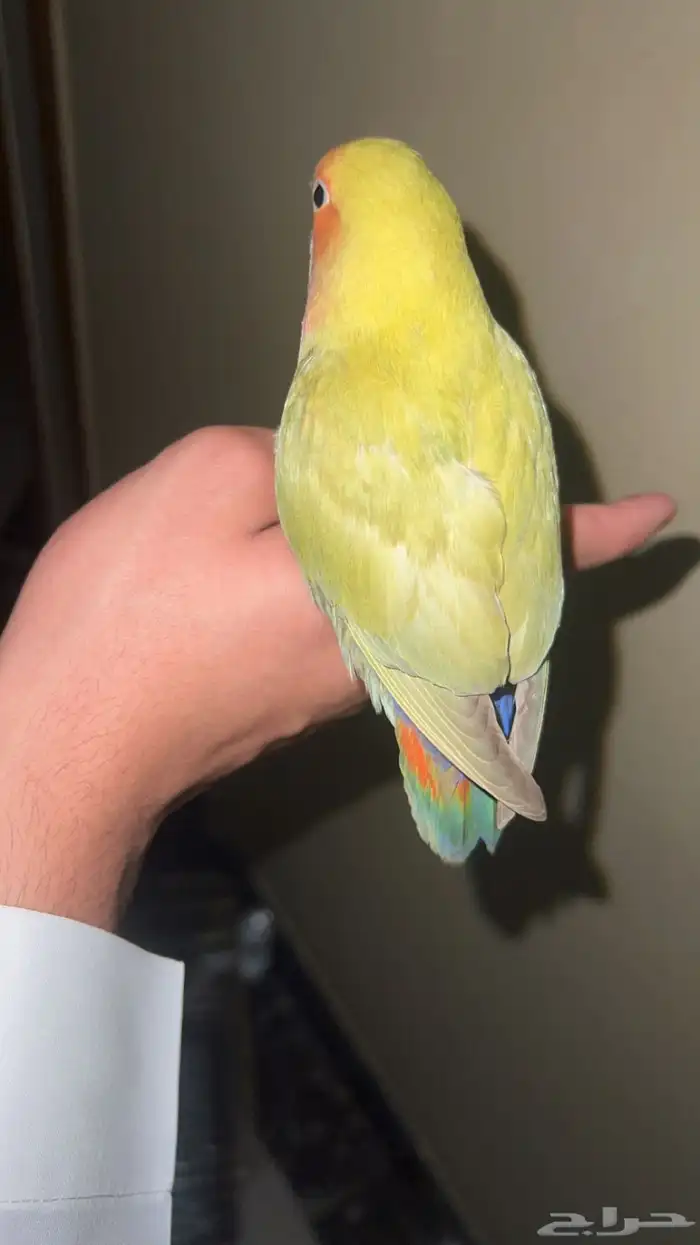 روز 2
