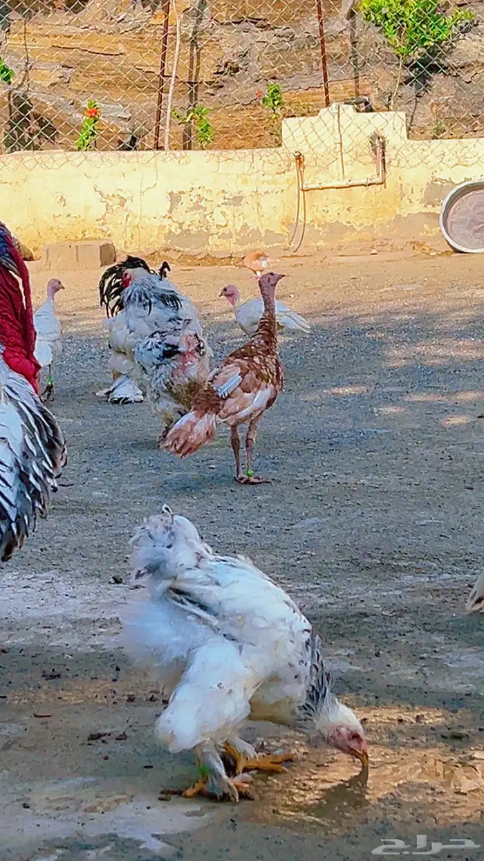 دجاج براهما كولومبي و دجاج رومي 8